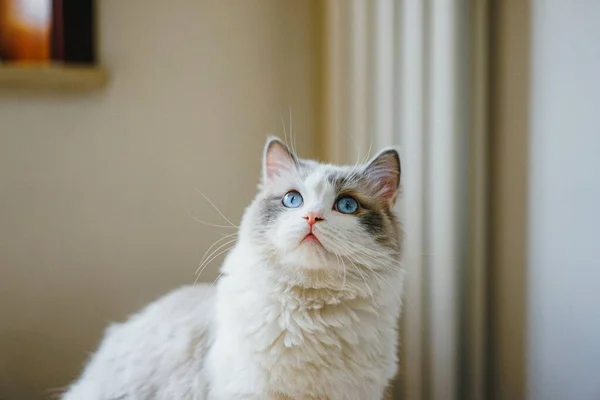 cute cat with white eyes