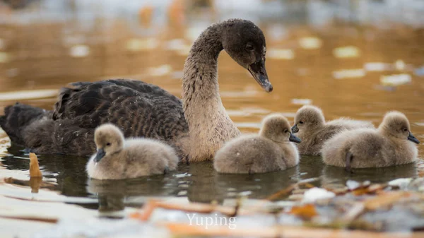young beautiful family in the lake