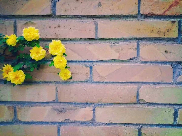 yellow brick wall with flowers