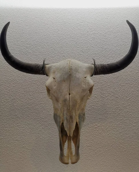 buffalo head, animal, mammal, horned, bison, face, body,