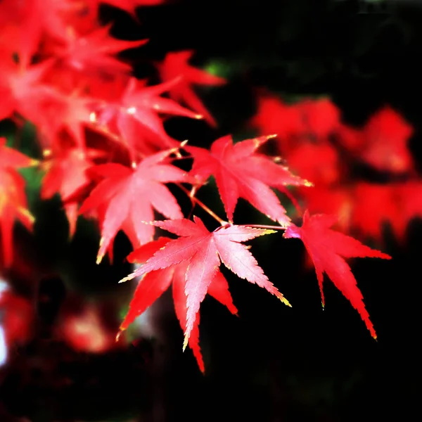 autumn leaves, fall season flora