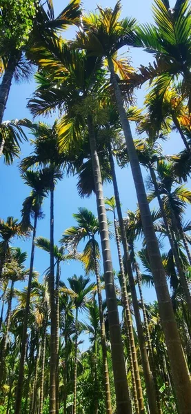 palm trees in the forest