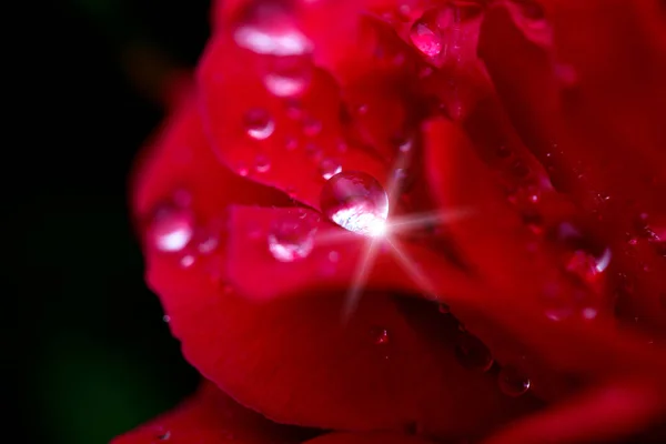 beautiful red rose with water drops