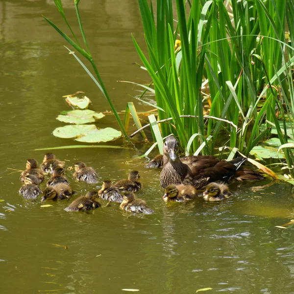 ducks in the pond