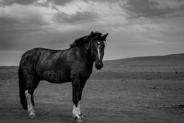 black and white horse in the desert