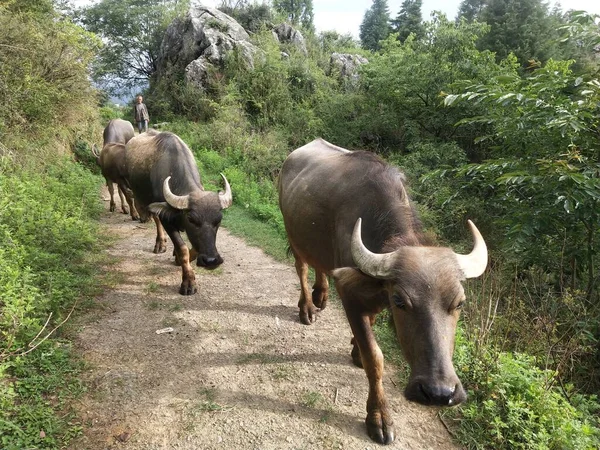 buffalo in the forest