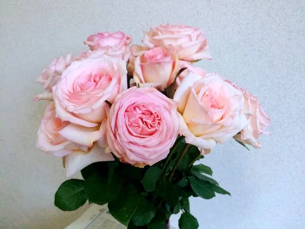 beautiful pink roses in a vase on a white background