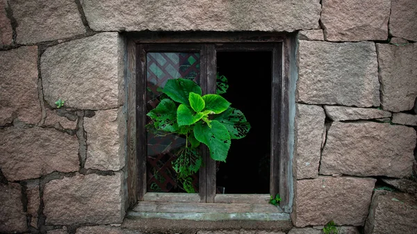 old wooden window with a green wall