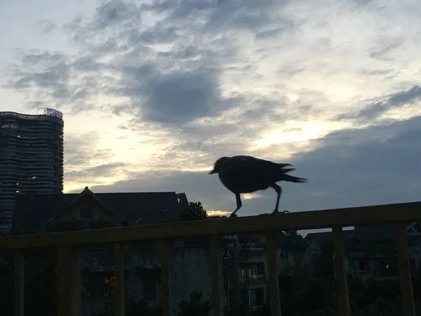 silhouette of a bird on the roof of the house