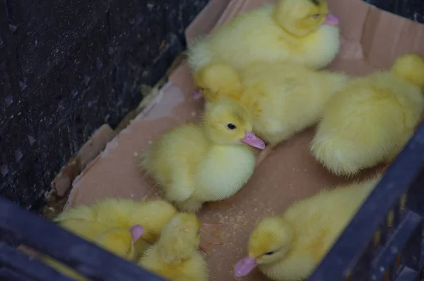 a group of cute chicks in the farm