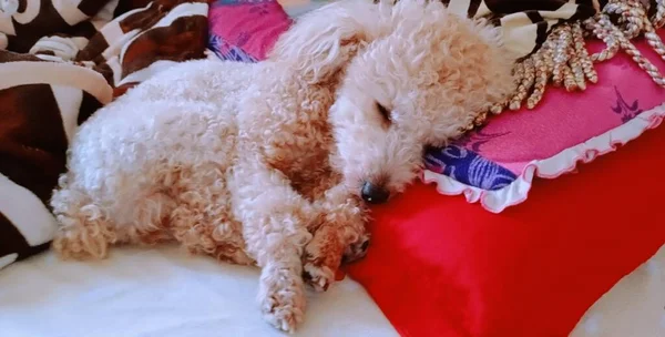 dog with a white fluffy poodle on a bed