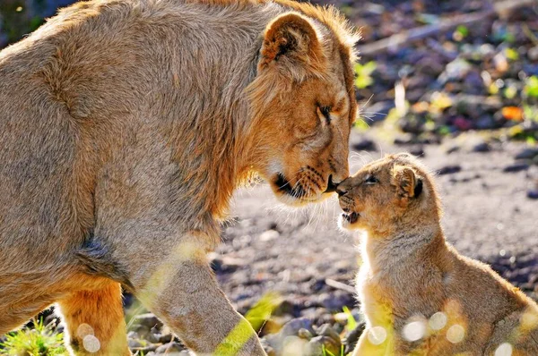 a closeup shot of a cute lion cub