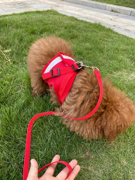 red dog with a bag of a cat