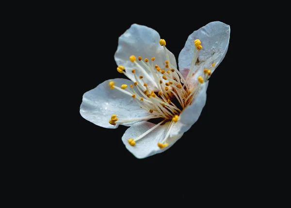 beautiful white flowers on a black background