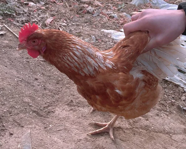 close up of a red-white chicken