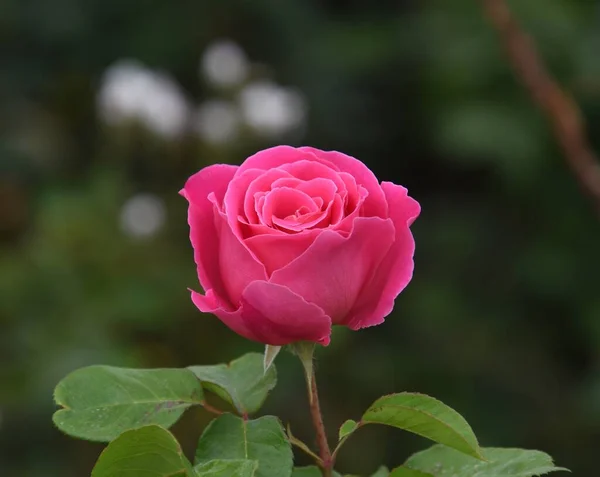 beautiful pink rose in the garden, roses are in the green bush.