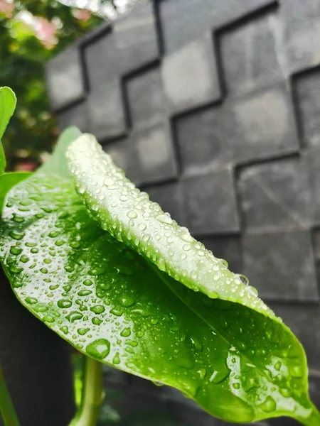 green leaves with water drops on the table