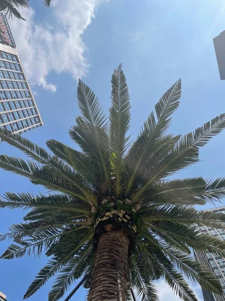 palm trees in the park