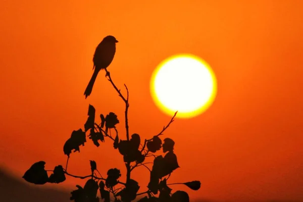 silhouette of a bird on the roof of the lake