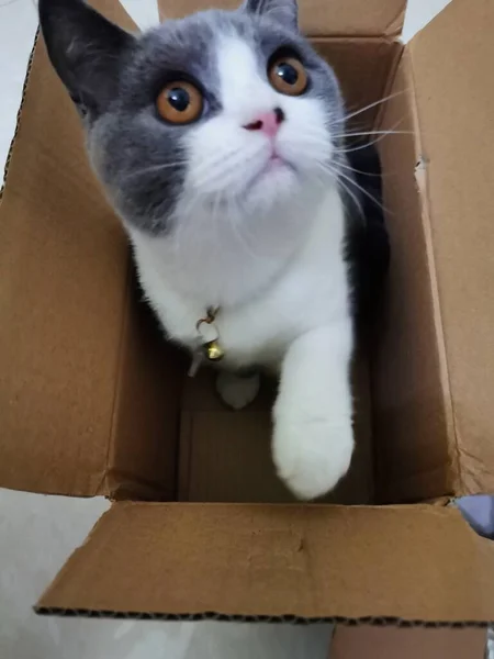 a cat in the box