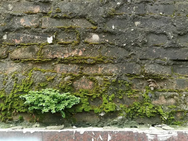 green moss on the wall