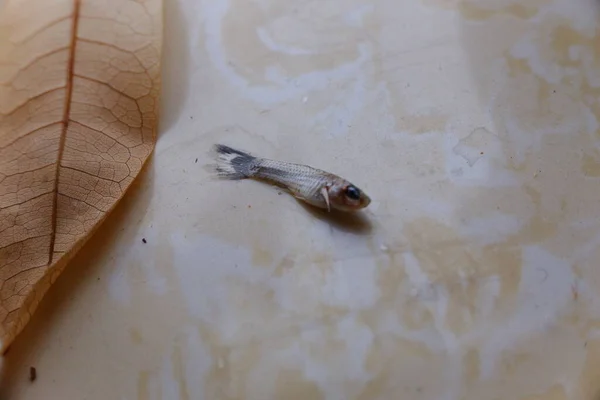 a closeup shot of a fish on a white background