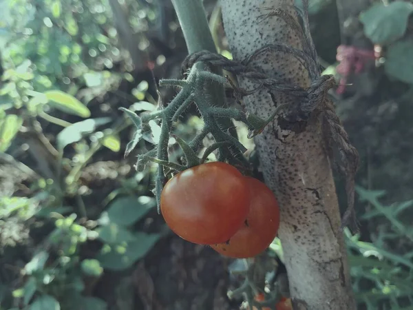close up of a red and green tomatoes on a tree