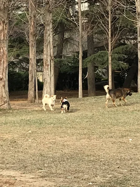 a group of dogs in the park