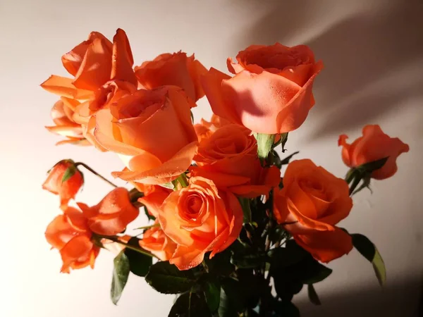 beautiful roses in a vase on a white background