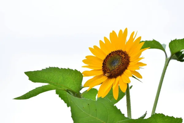 sunflower on a white background