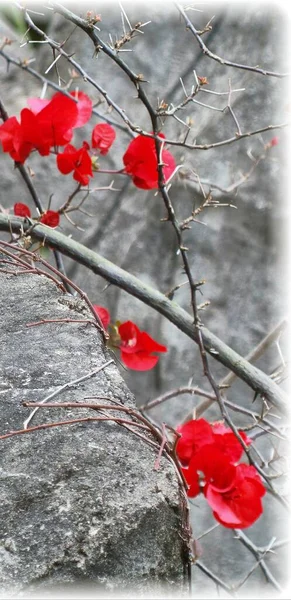 red rose on a tree
