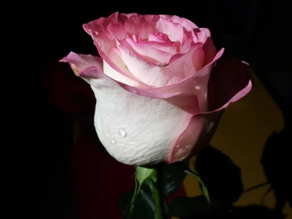 beautiful rose flower on black background
