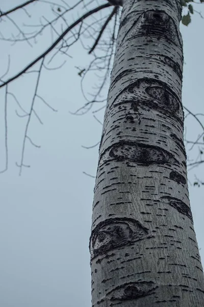 birch tree branches, flora and foliage