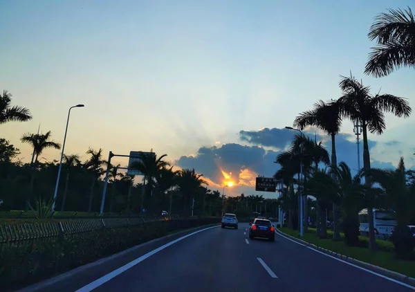 palm trees in the city of thailand