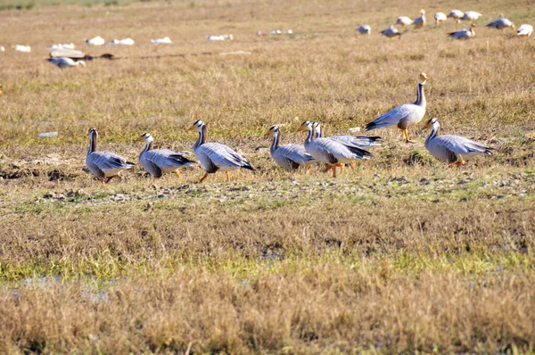flock of white geese on the field of the river