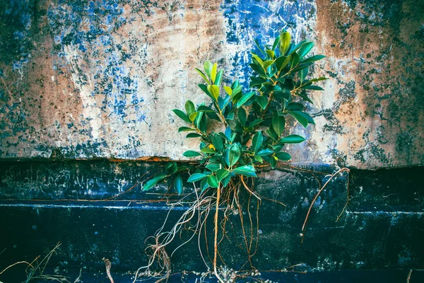 old wooden wall with a green plant