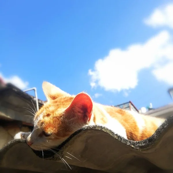 cat on the roof of the house