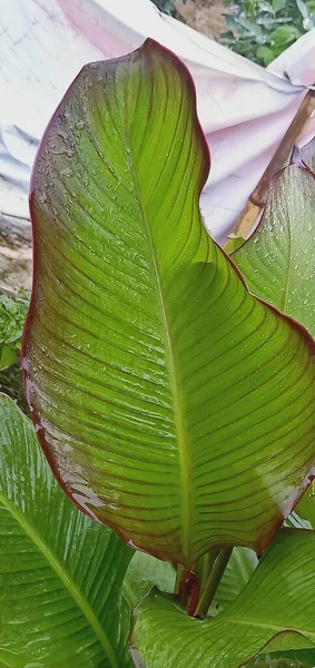 green leaves of banana leaf