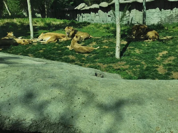 a group of lions in the zoo