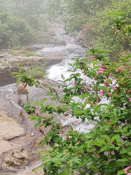 beautiful landscape with a waterfall in the forest