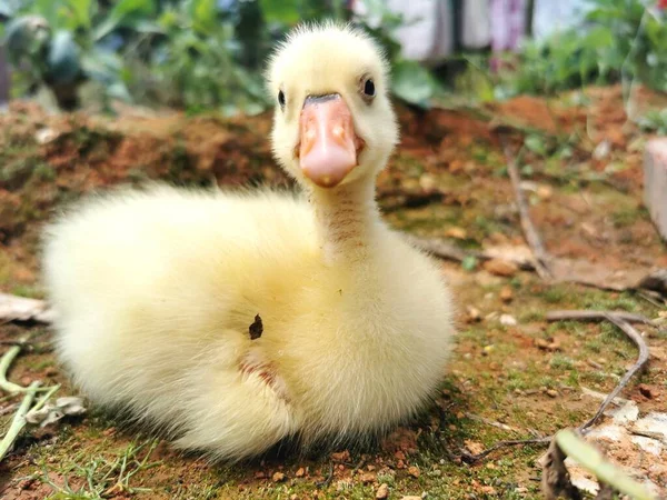 little cute baby duck in the garden
