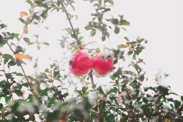 red apple tree with green leaves