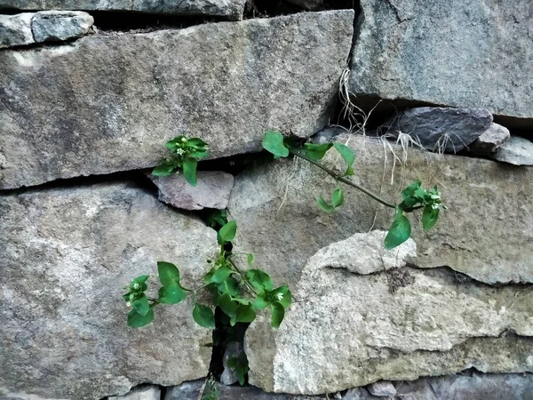 stone wall with a green plant