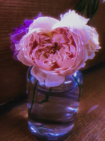 beautiful pink roses in a vase on a dark background