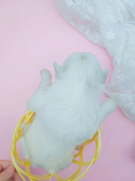 cute little rabbit in a white fur hat on a pink background.