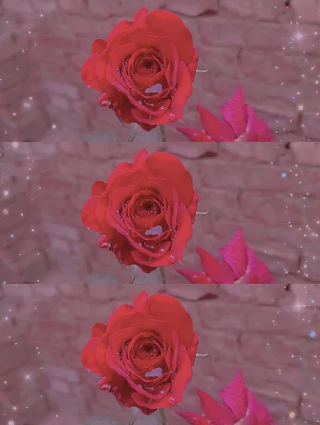 beautiful red roses on a background of water drops