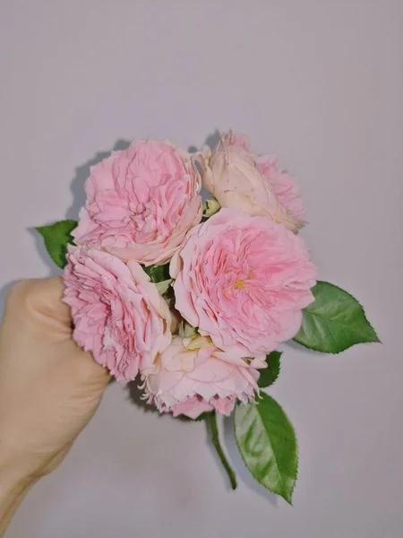 beautiful bouquet of pink peonies on a white background