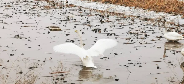 white swans in the water