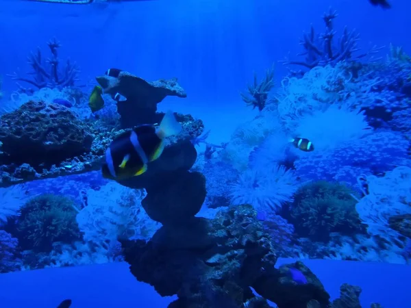 underwater scene of a beautiful sea with fish and corals