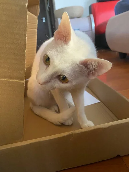 cat in the box